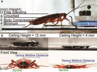 Illustration for article titled Scientists Created a Badass Robotic Roach to Explore Rubble After a Disaster